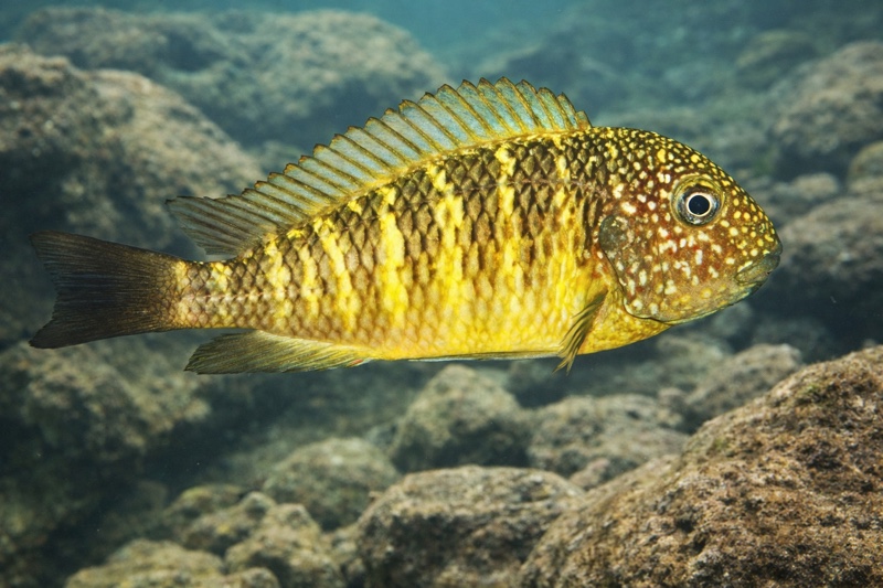 Tropheus sp. 'limespot' Lusingu